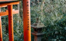 Article Image for A Guide to Japanese Forest Bathing