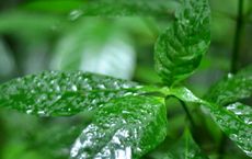 Article Image for Adaptogenic Herbs and Their Uses