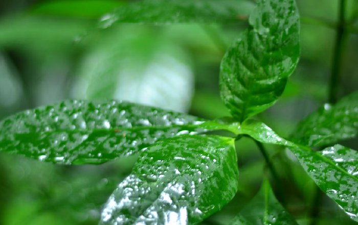 Article Image for Adaptogenic Herbs and Their Uses