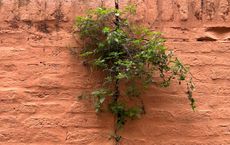 Article Image for Building Resilience Through Daily Practices