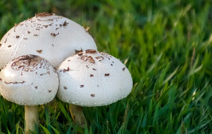 Article Image for Medicinal Mushrooms and Their Health Benefits
