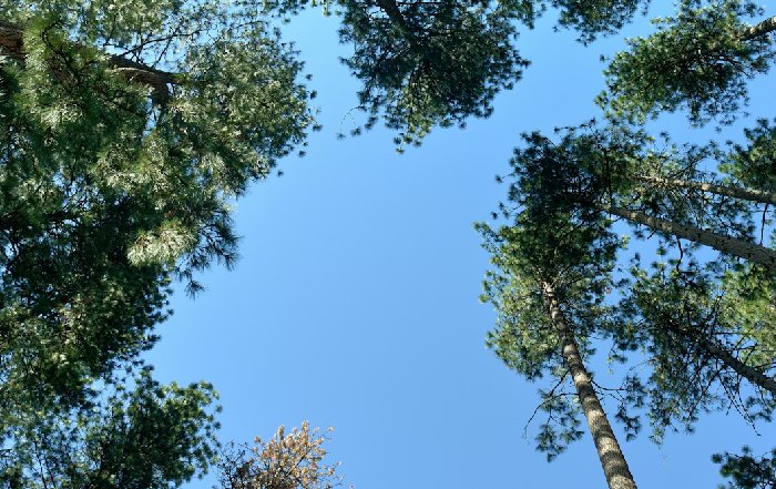 Article Image for The Connection Between Clean Air and Health