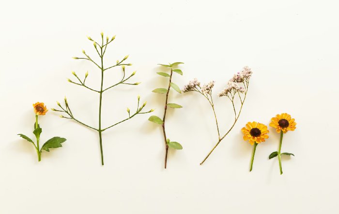 Article Image for The Return of Botanical Medicine
