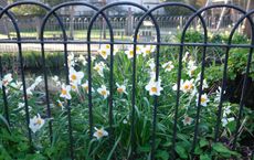 Article Image for Urban Gardening as a Tool for Mental Peace