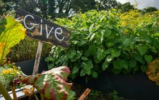 Article Image for Urban Gardening for Mental Wellbeing